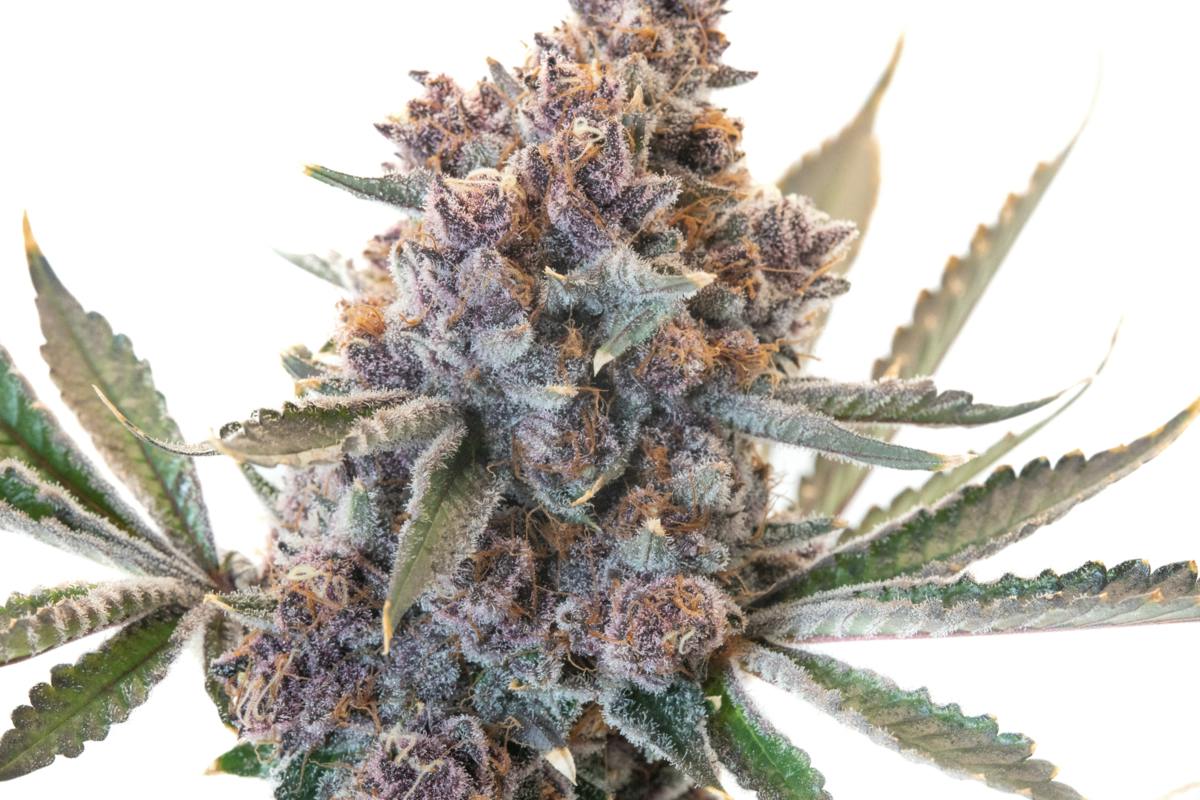 7G TROPICANA CHERRIES