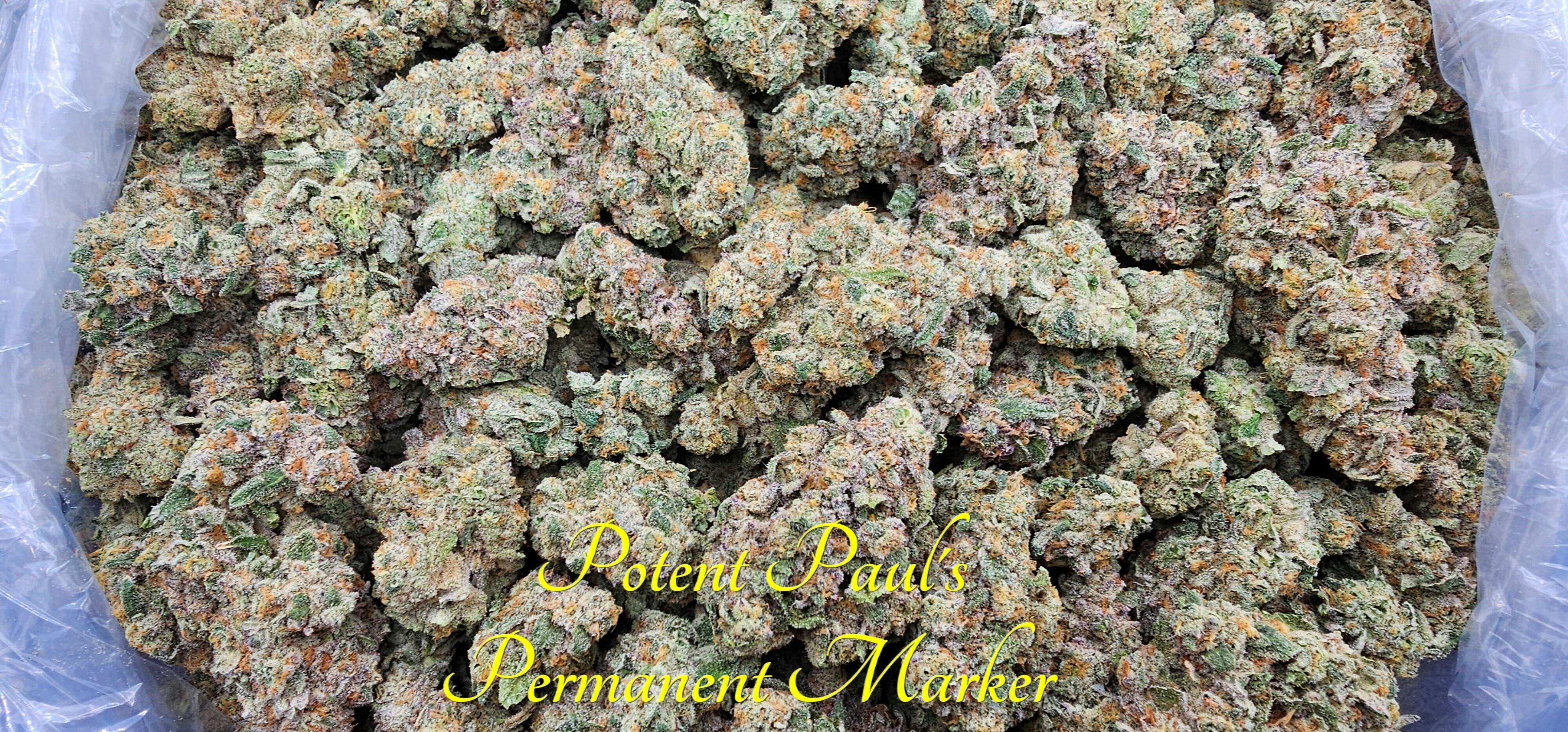 (I) Potent Paul's Permanent Marker Deli * by SCORPION GRASS