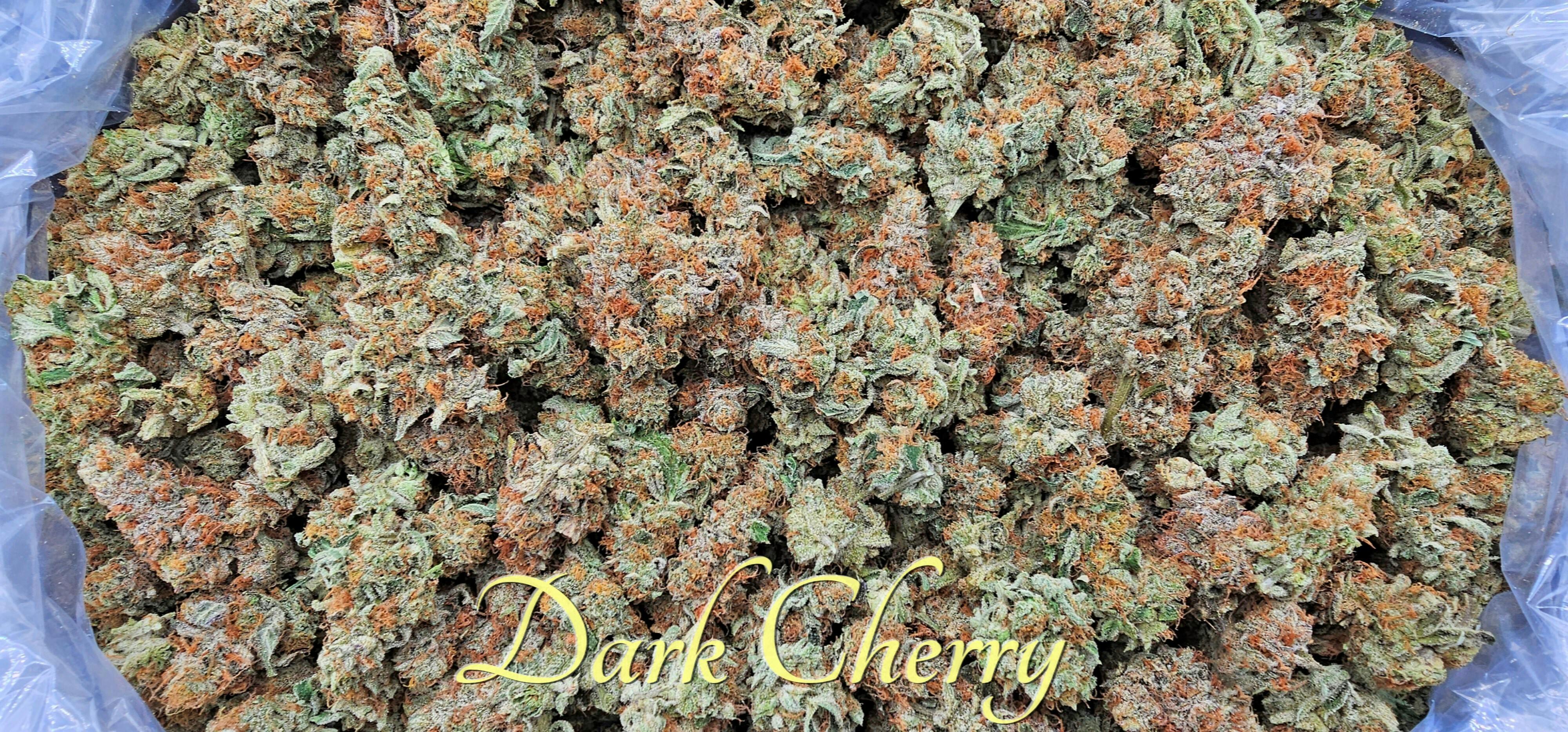 (I) Dark Cherry Deli by SCORPION GRASS
