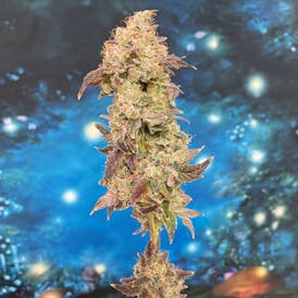 (S) Dawg Lemons Deli by VITAL GARDENS LLC