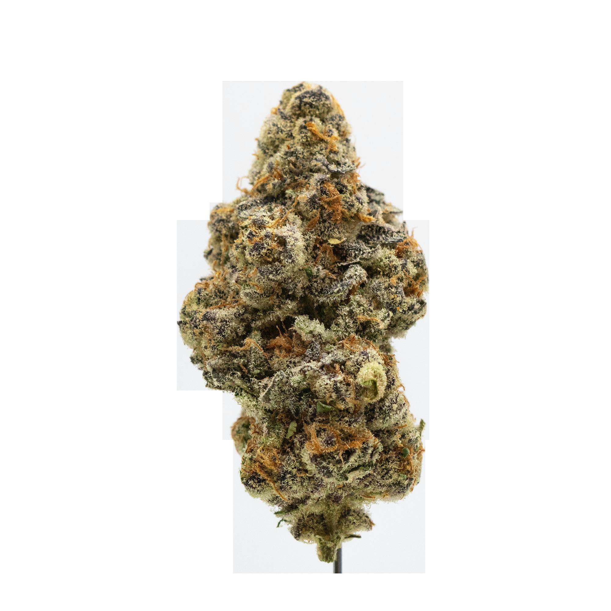 Society C | El Chivo Bulk Flower