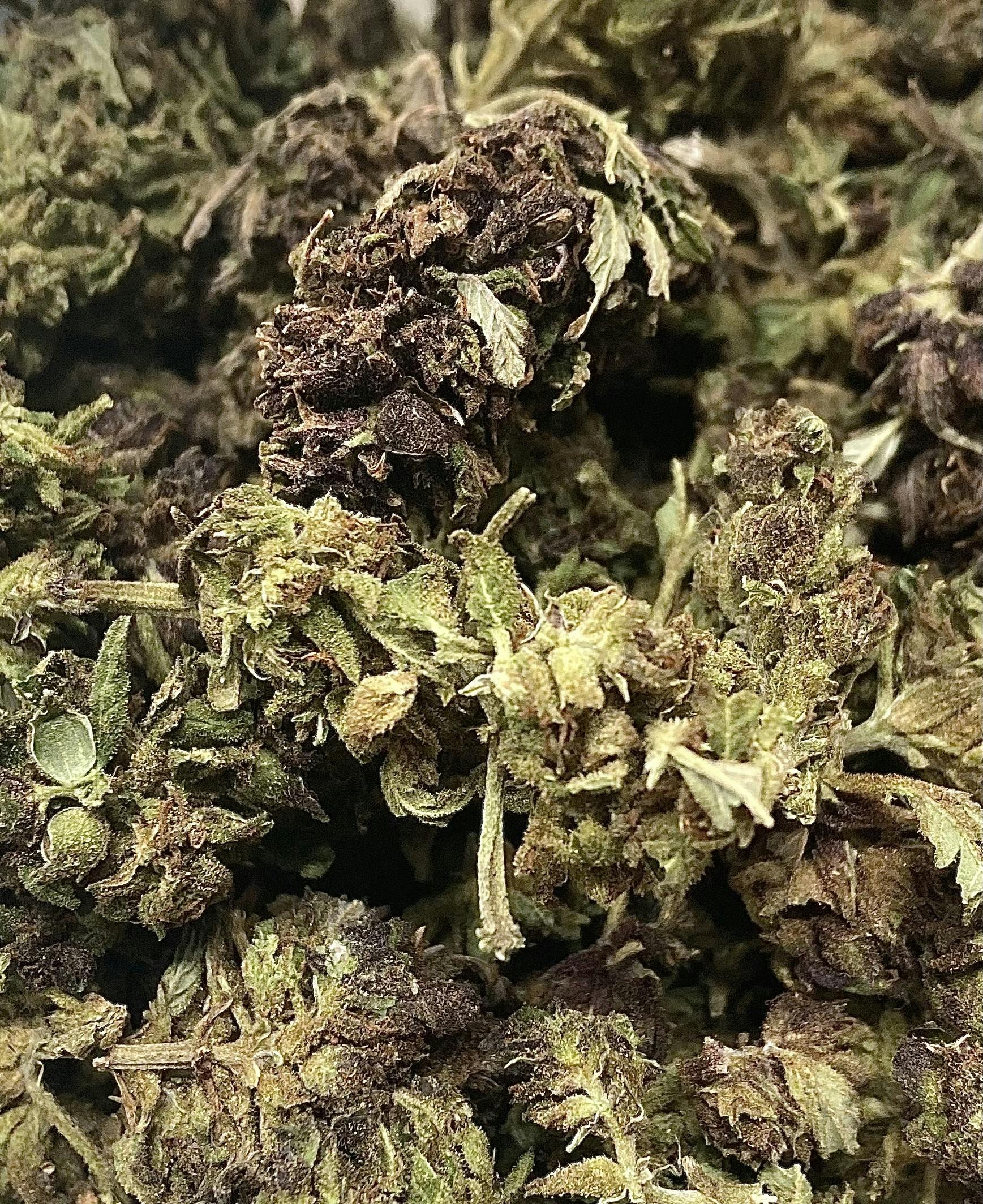 OCEANA GARDENS | SQUIRT | BULK FLOWER