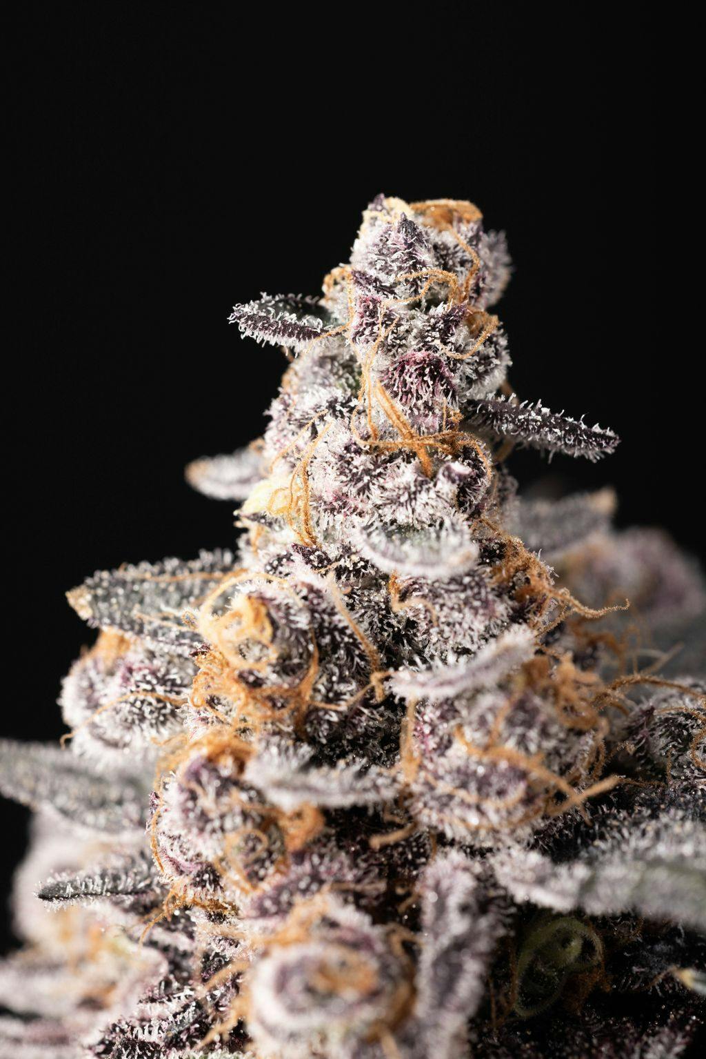 Allday Orange Cannoli Whole Buds 3.5g