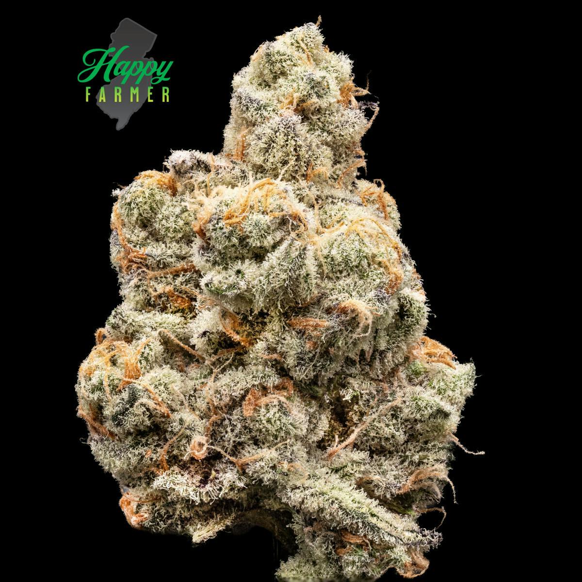 Deluxe Sugar Cane | Premium Indoor at Releaf Newton
