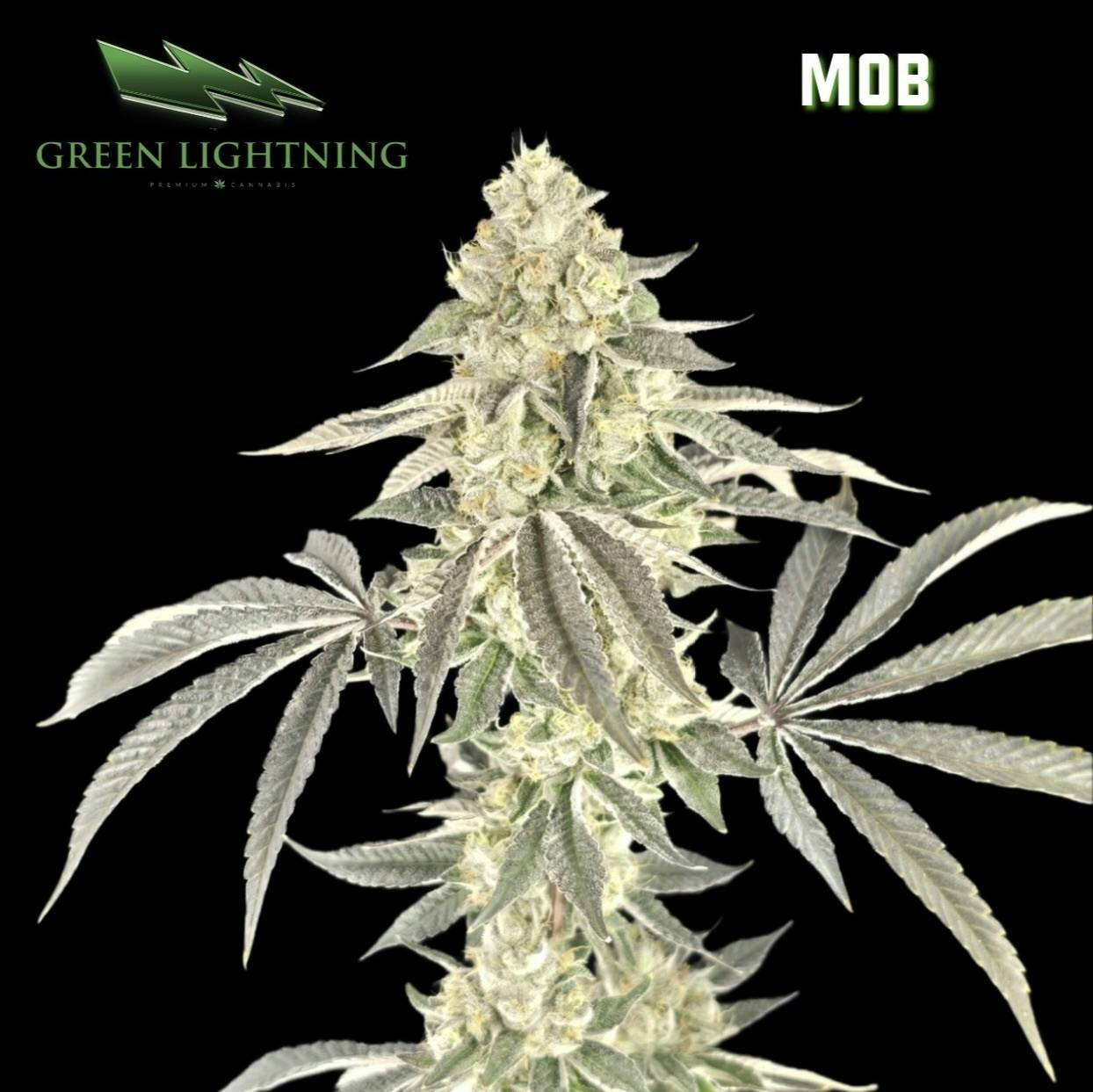 M.O.B | 7g Smalls