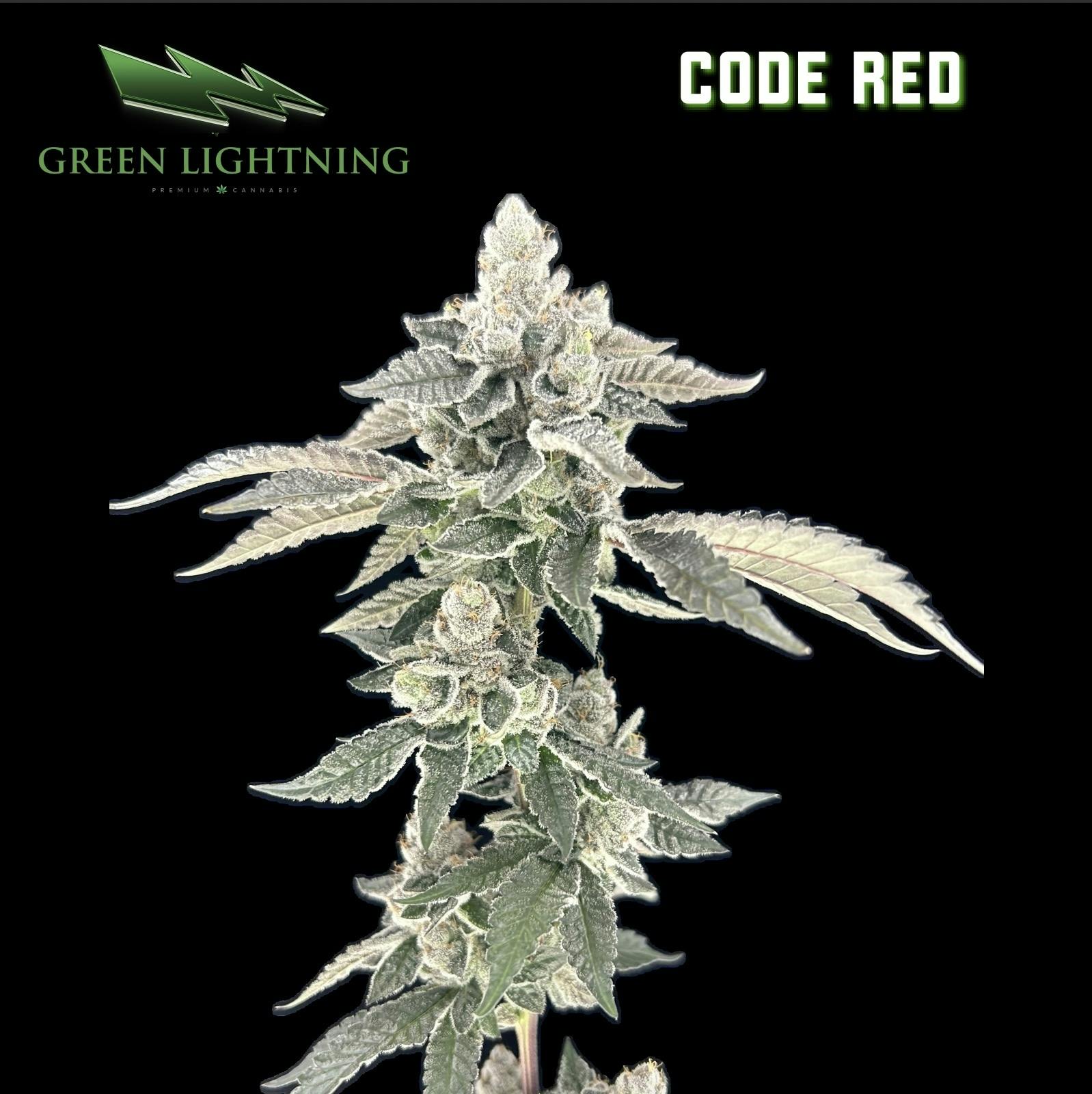 Code Red | Smalls | 7G