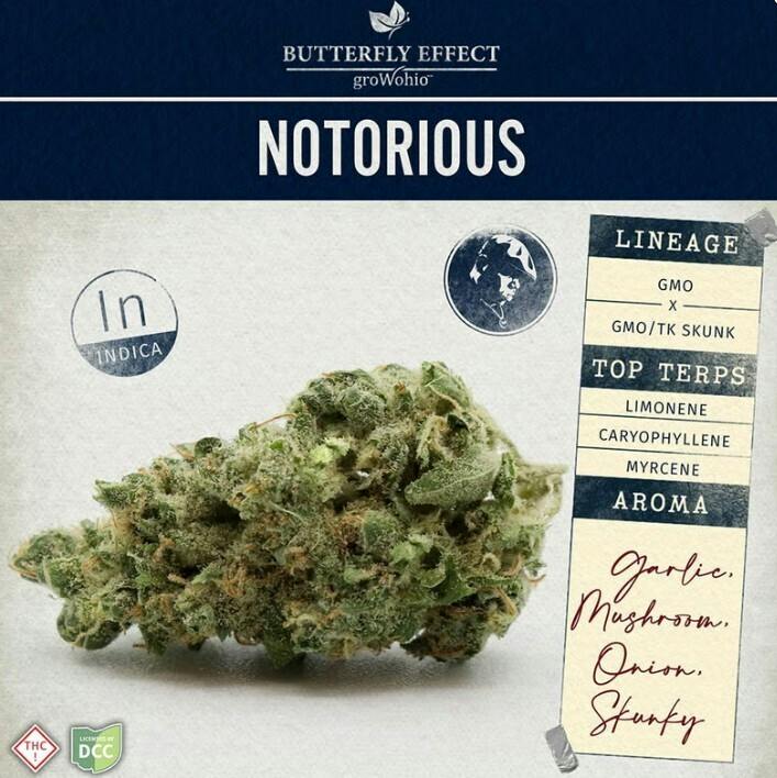 Butterfly Effect | Notorious