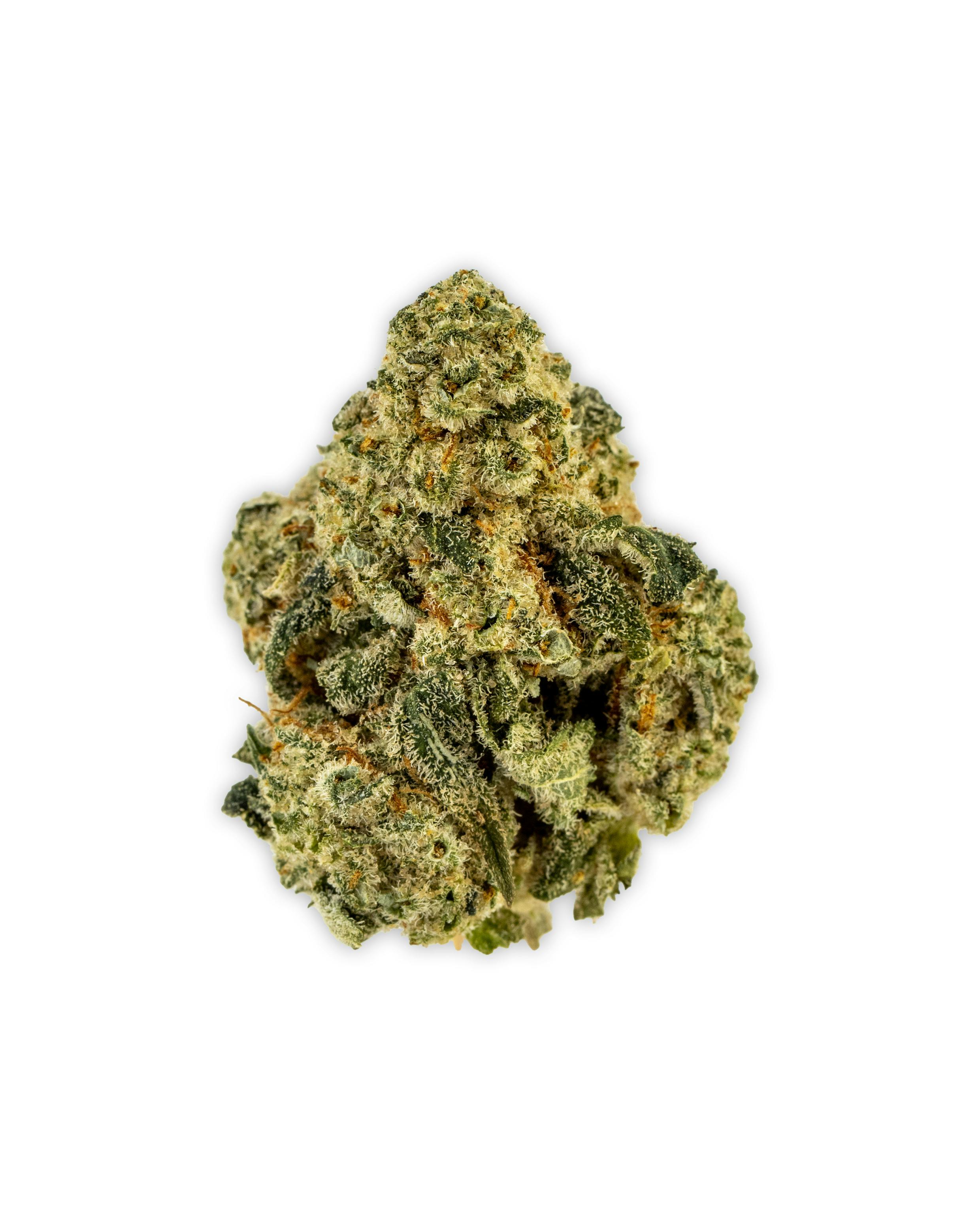 Indoor All Times SUNSHET SHERBERT