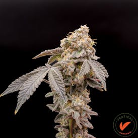 VERTICAL | LEMON SHIV | FLOWER | 3.5G | SATIVA