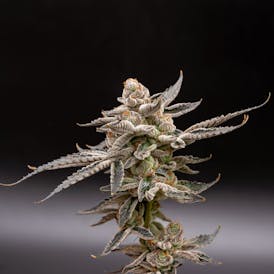 VERTICAL | JOKERZ CANDY | FLOWER | 7G | I/S