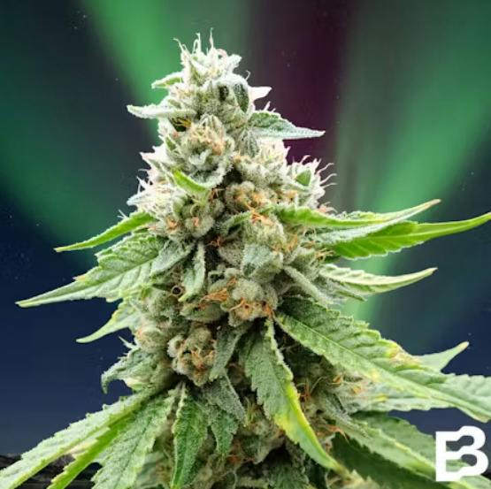 BOREALIS - MERCY 3.5G HYBRID