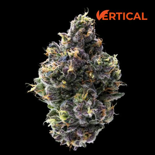 VERTICAL - GELATO 33 14G HYBRID