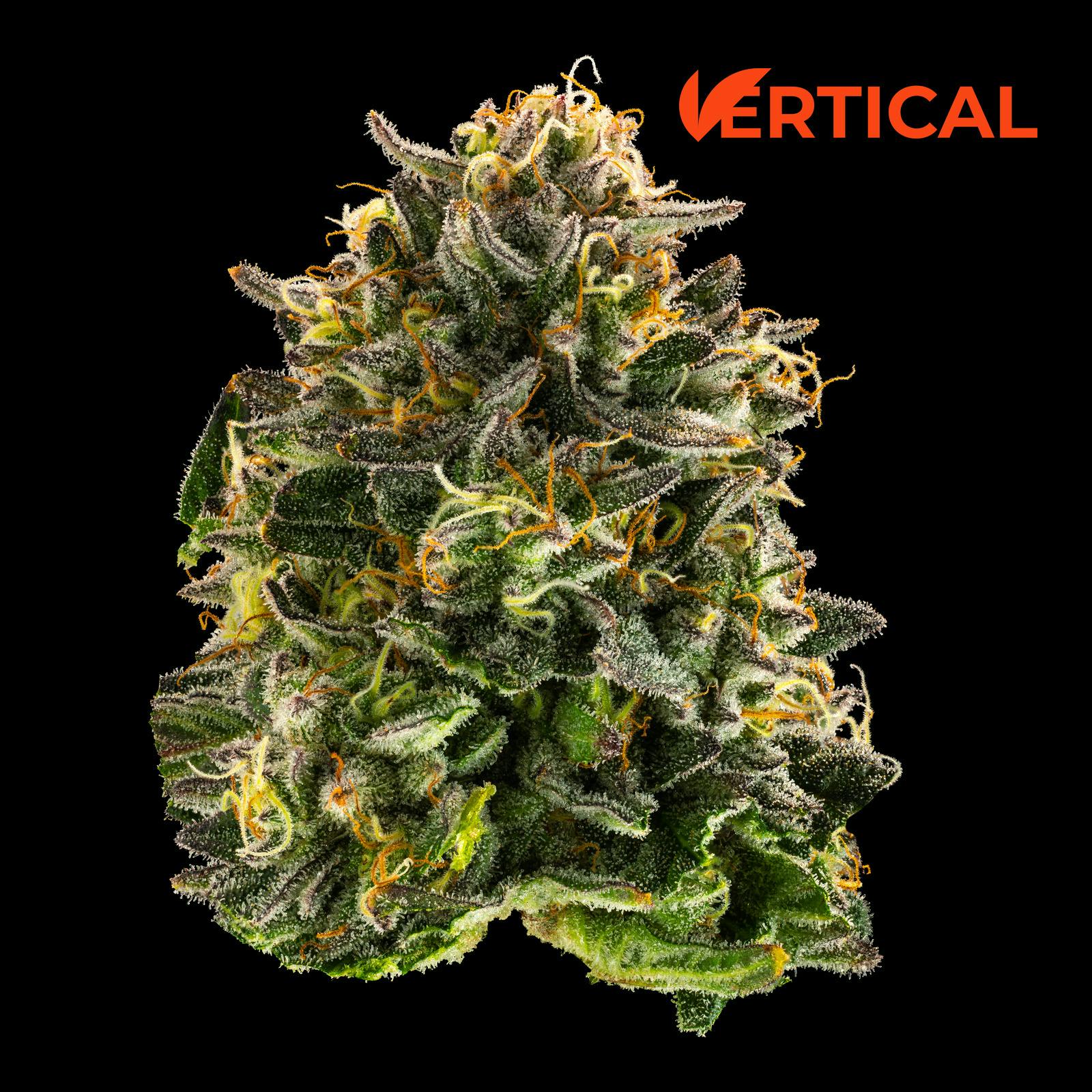 VERTICAL - TROPICANNA BANANA 3.5G SATIVA