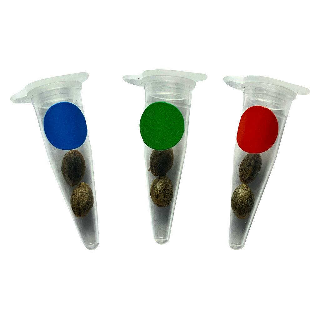 Crashed Out Cookies Multipack (fem Seeds) 6 Pack Seeds