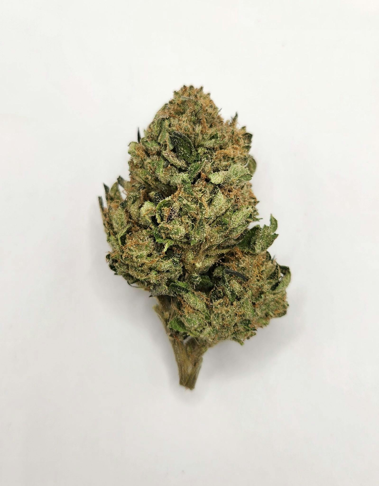 Sundog Bulk Flower