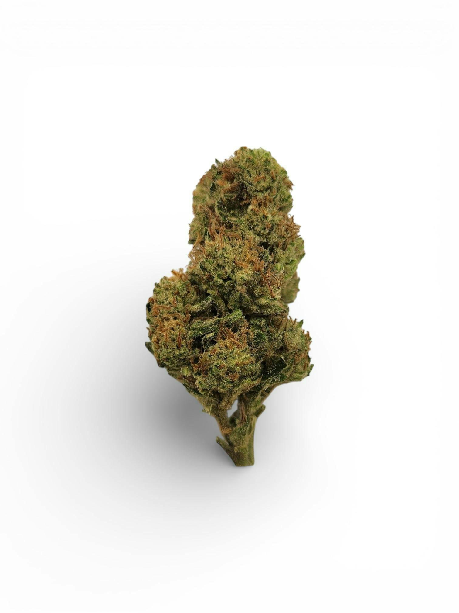 Papaya Bulk Flower