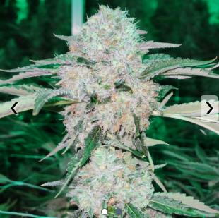 Ginger Fever at Dames Cannabis Dispensary