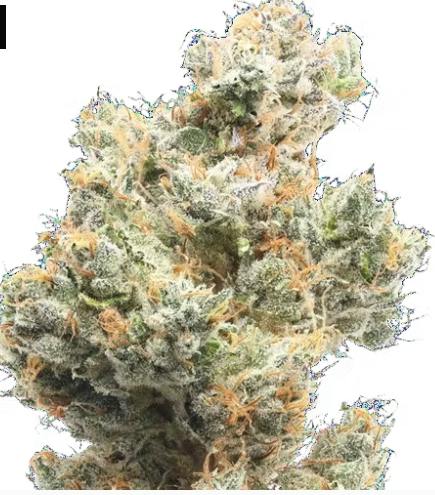 Lemon Heads - Bulk Flower at Dames Cannabis Dispensary