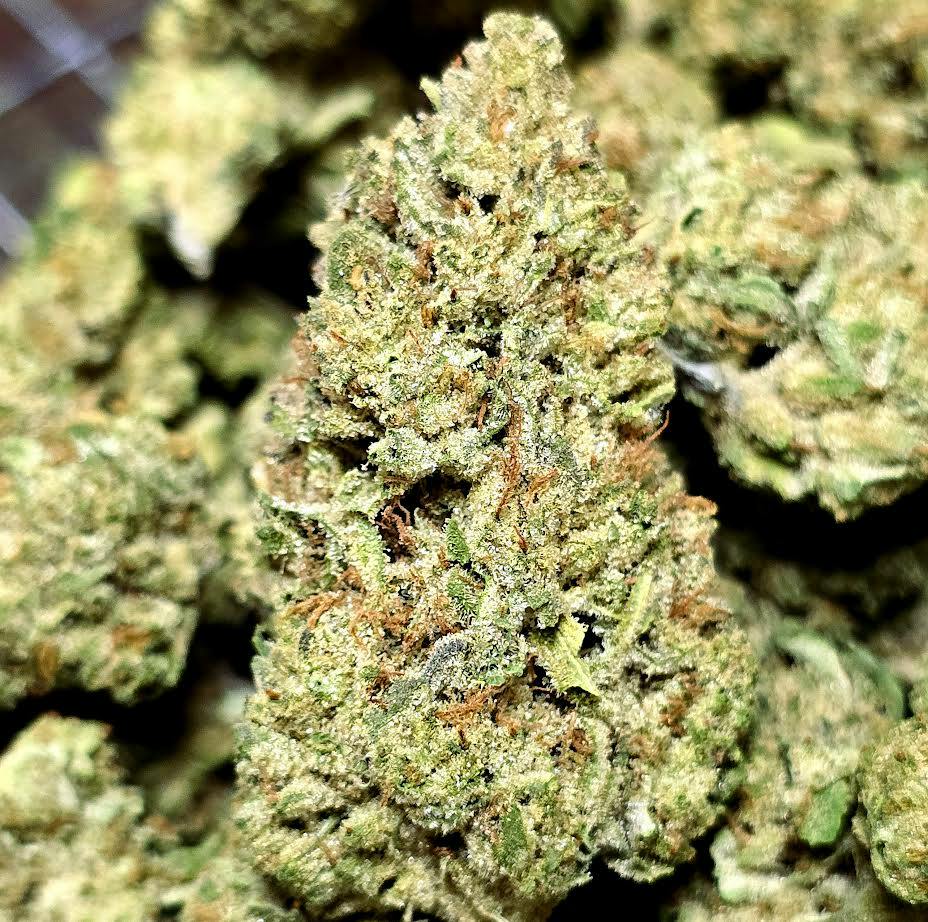 Sun Flower Toxic Diesel