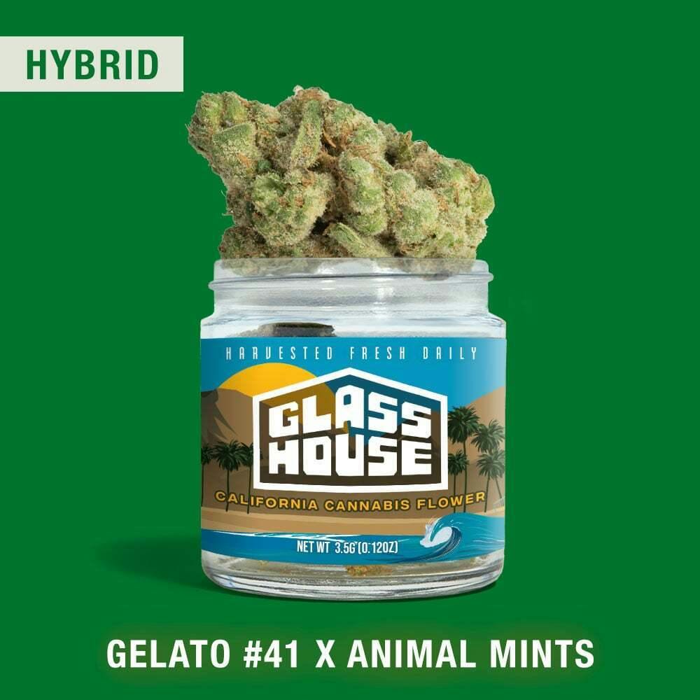 Gelato #41 x Animal Mints