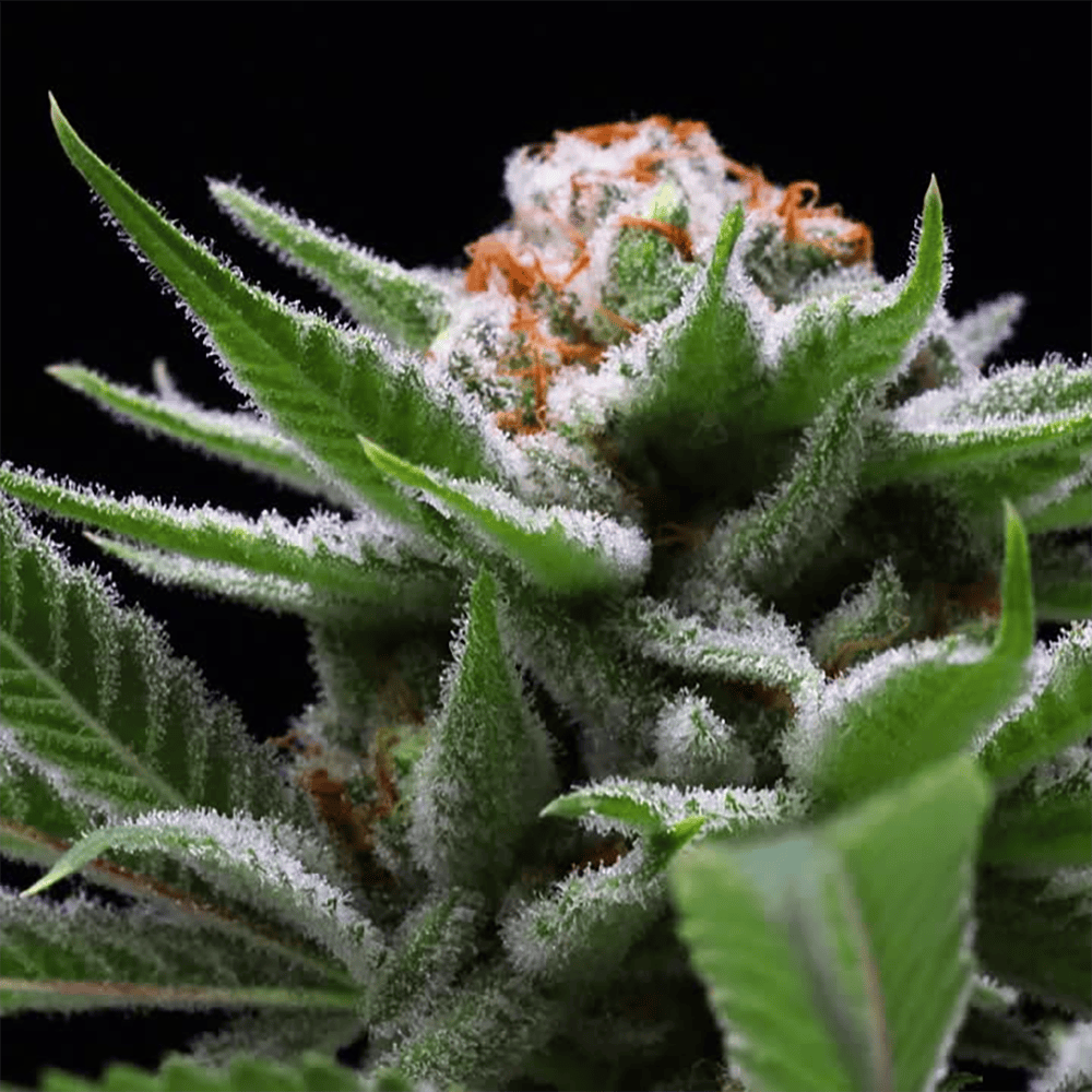 Grape Jack