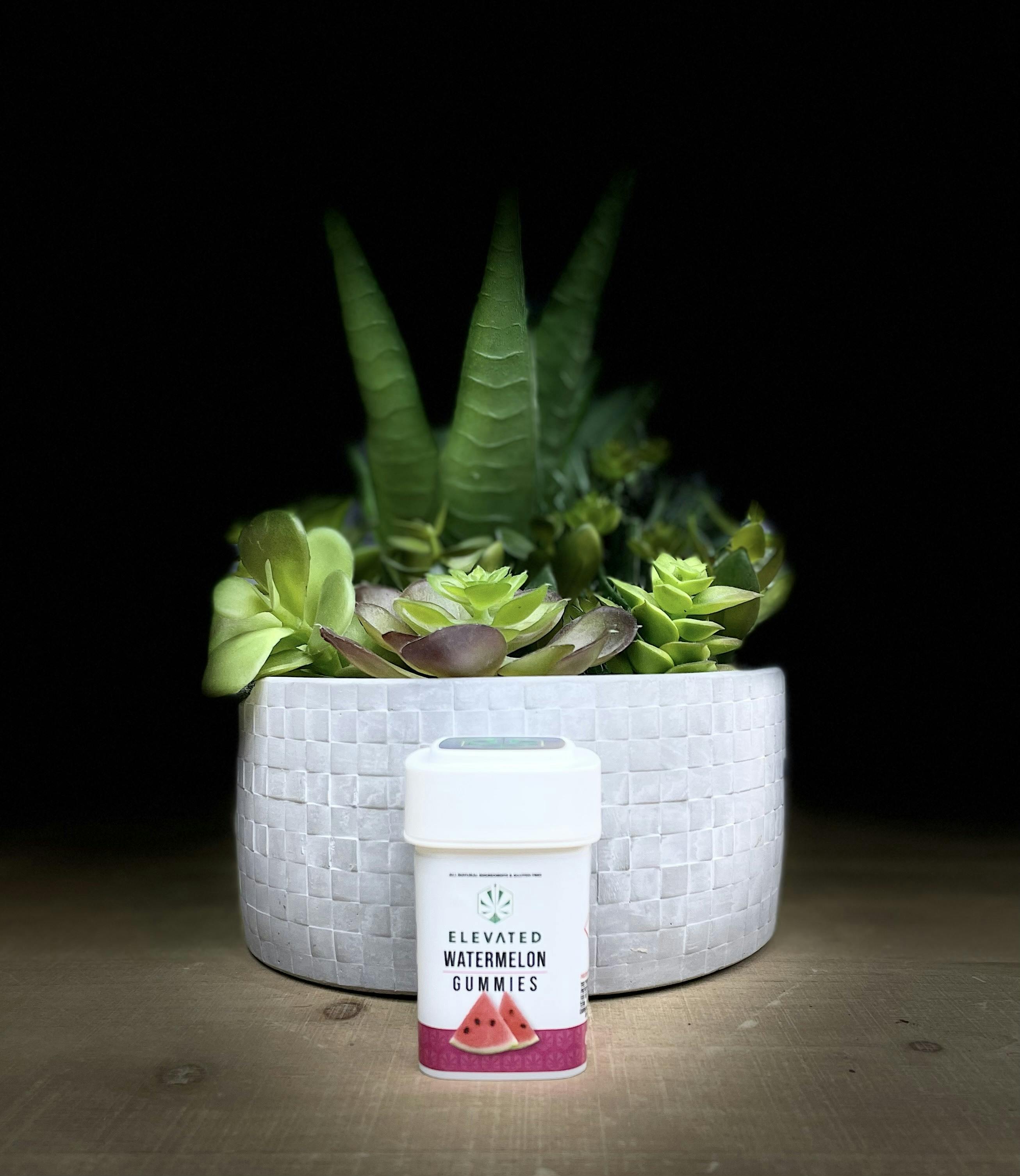 Elevated | Gummies | Watermelon | 100MG (H)