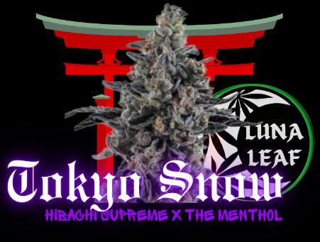 LUNA LEAF | Summer Snow | Flower | 28G (H)
