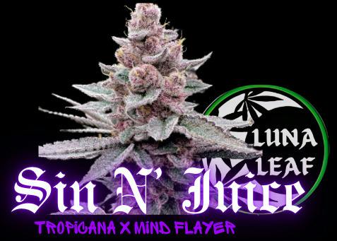 LUNA LEAF | Dirty Sprite | Flower | 28G (S/H)