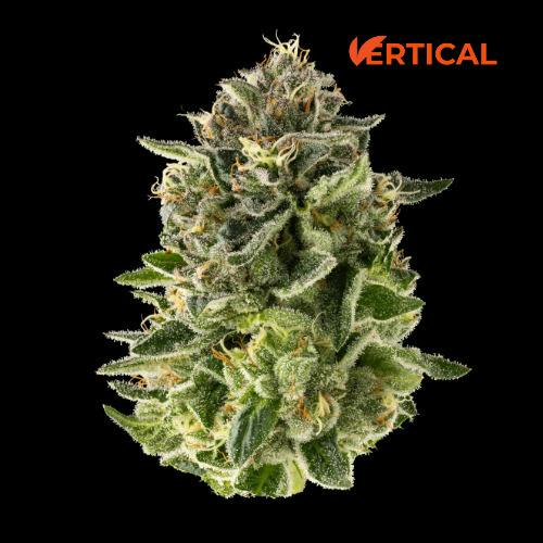 Jokerz Candy (I-Hybrid)