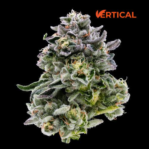 Heir Heads (Hybrid) Top Shelf