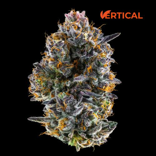 Applescotti (I-Hybrid) Top Shelf