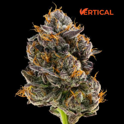 Blue Andeze (S-Hybrid) Top Shelf