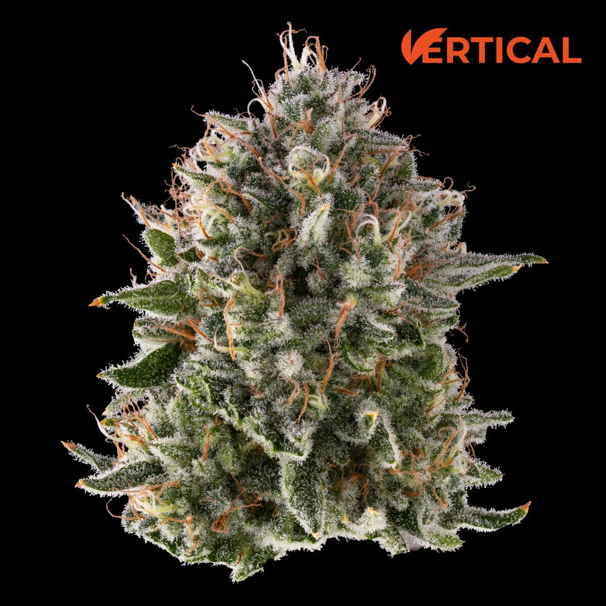 Pineapple Donut (S-Hybrid)