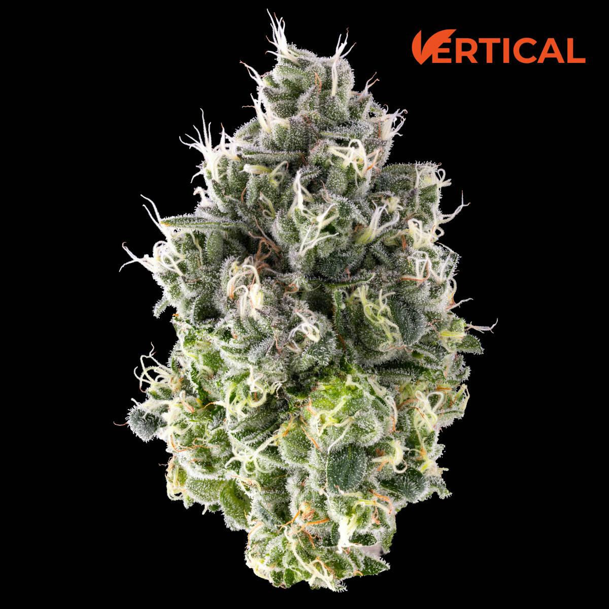 Lemon Fresh (Sativa) Top Shelf