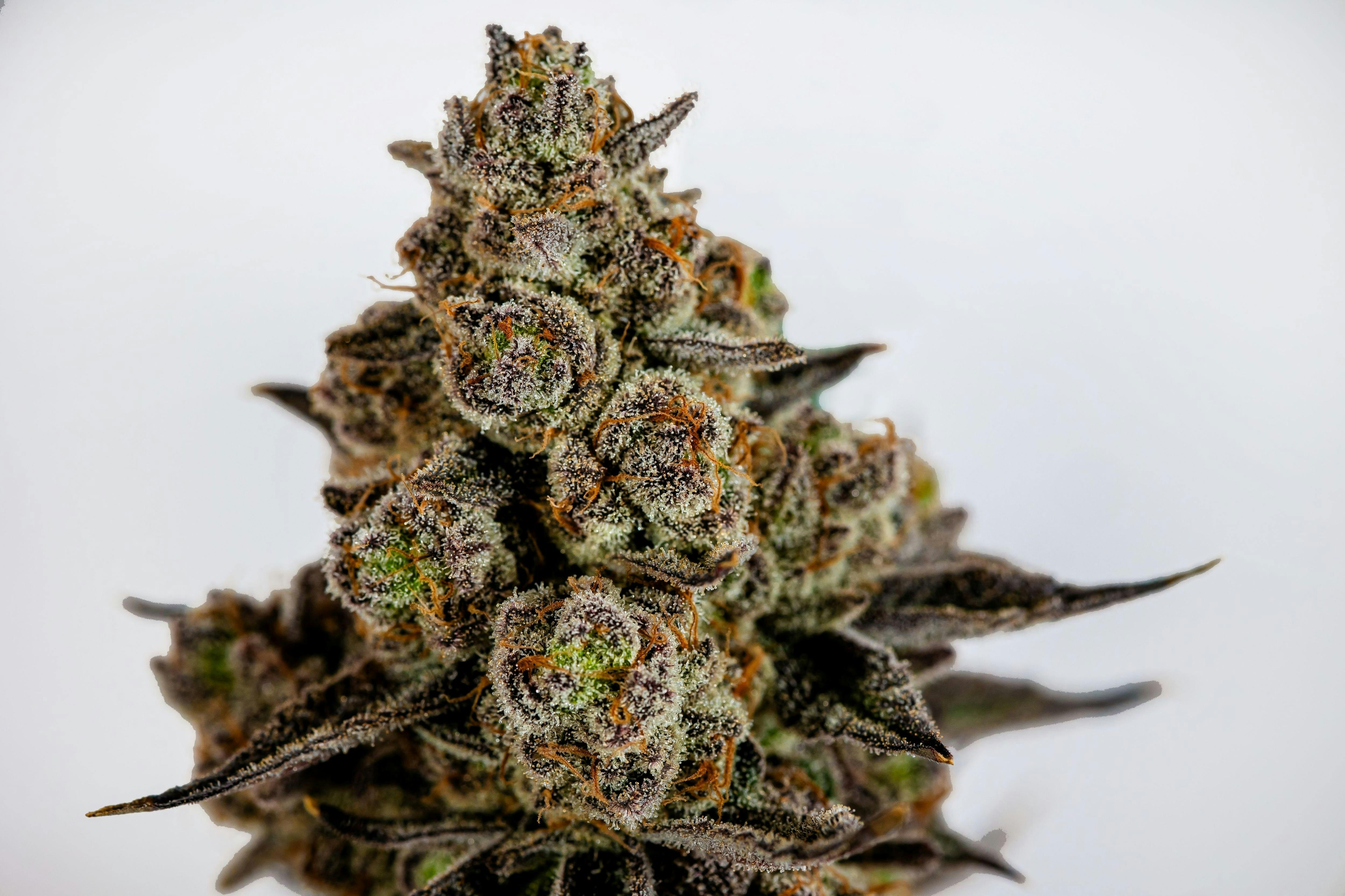 Farmer G - Pineapple Burst (S-Hybrid)