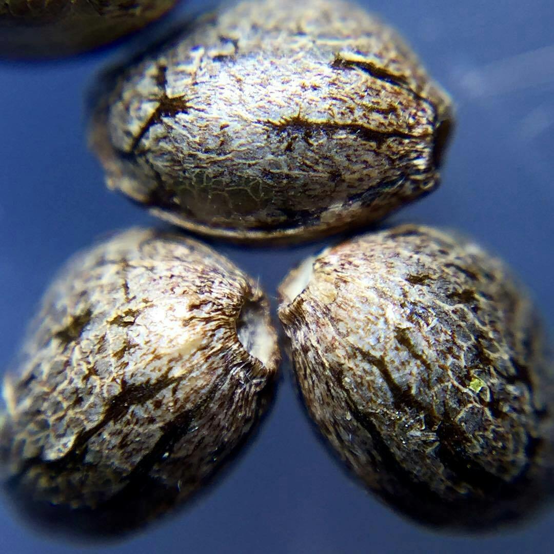 5pk Turbo Lemons Autoflower Seeds - EQG