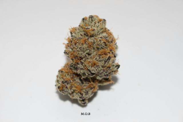 Roemer Farms - M.O.B (H) - 27.22% - Smalls Flower