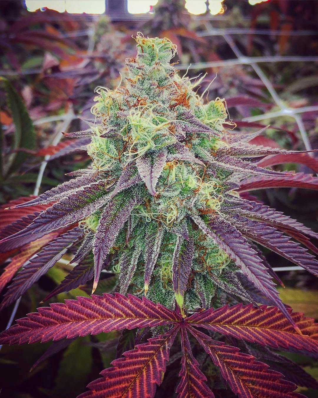 (ON SALE!) Shaman Island CBD 28g Trim