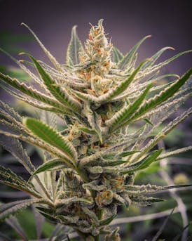 Banana Slug OG