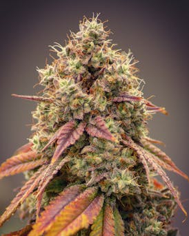 Glacier Gorilla