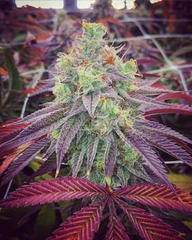 (ON SALE!) Shaman Island CBD .5g Preroll