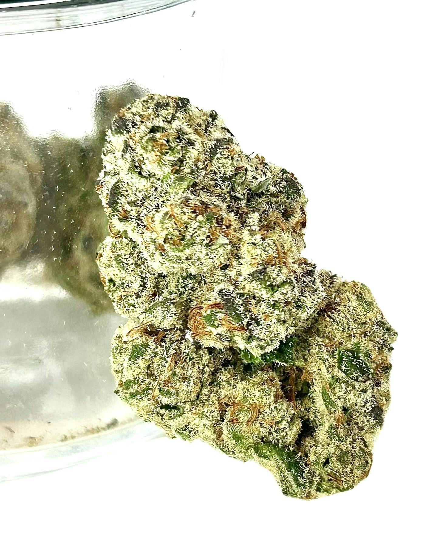 SENSE - El: Chivo #5