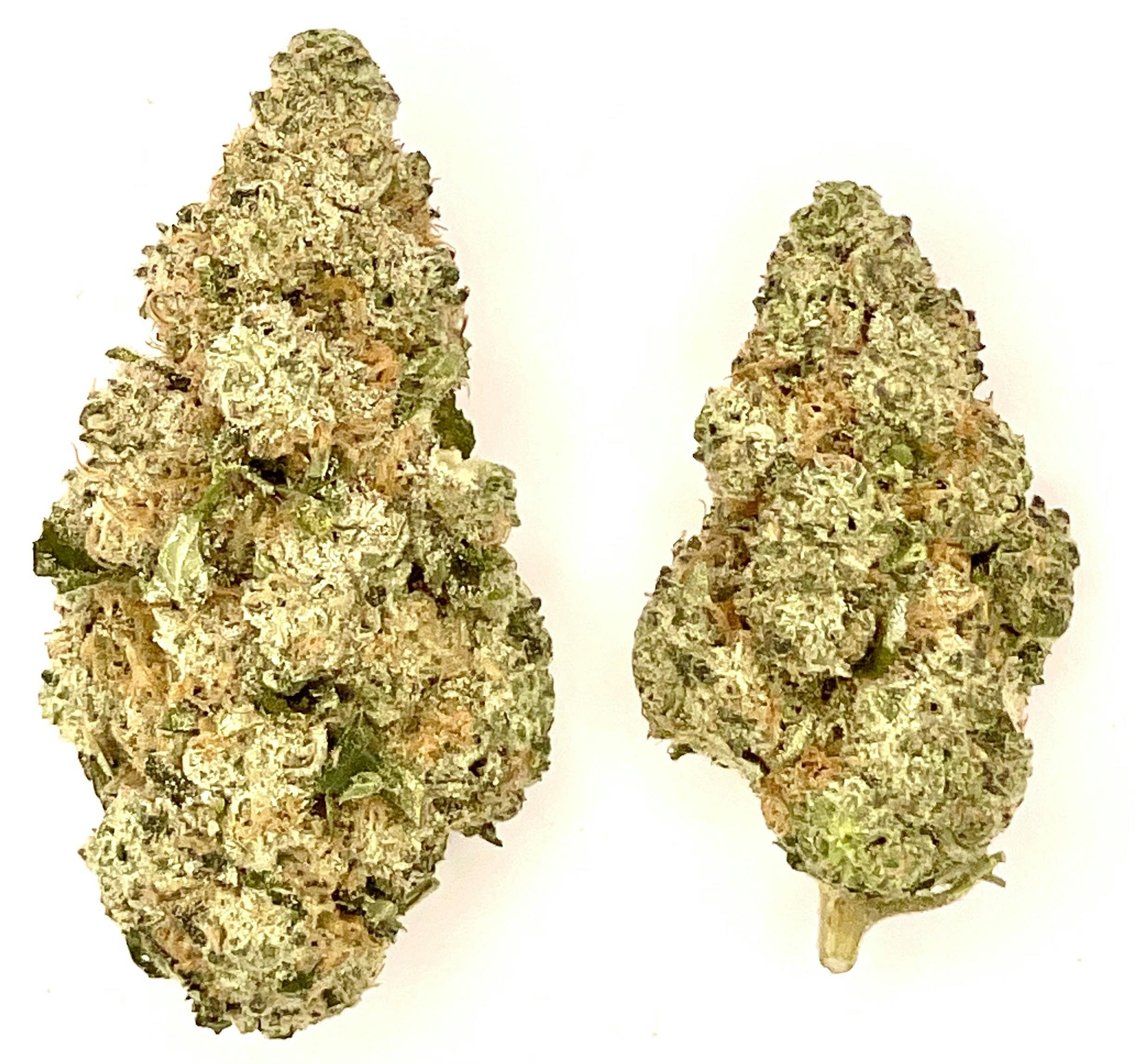 Buds | Donny Berger at Montana Kush - Gallatin Gateway Dispensary