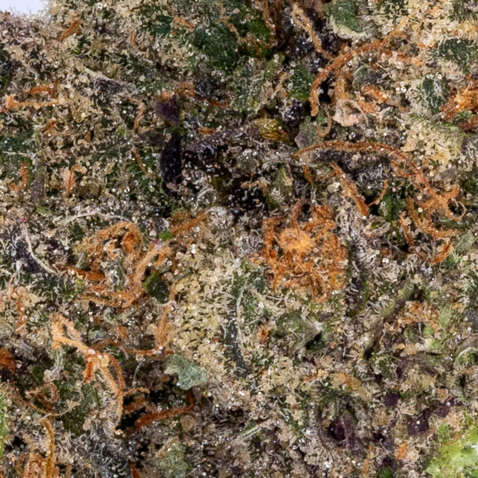 Blue Andeze (3.5g Flower) | Cape Cod Grow Labs
