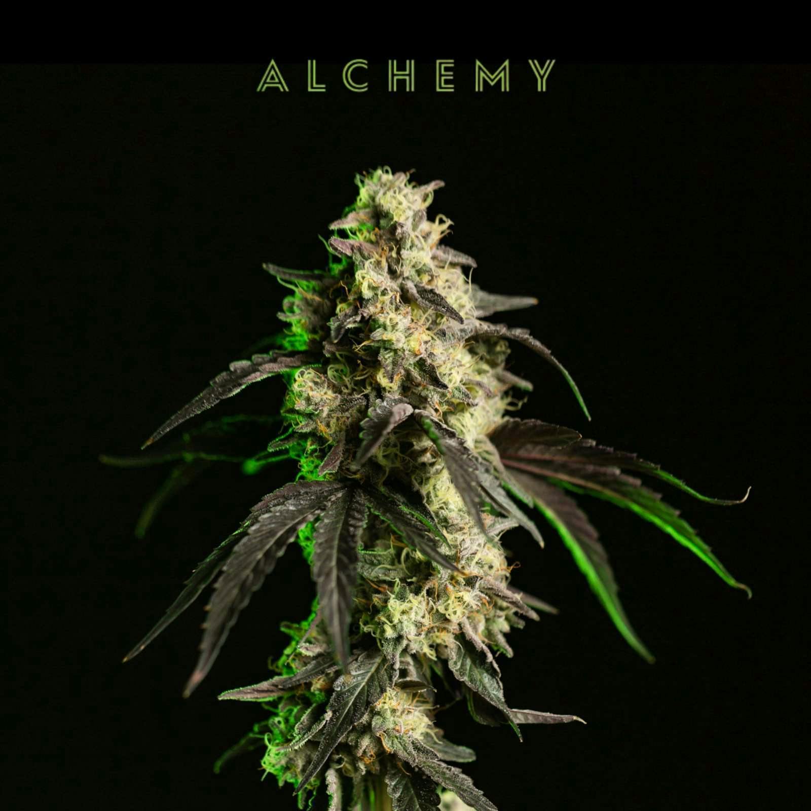 Lemon Cherry Sherbet (14g Small Buds) | Alchemy
