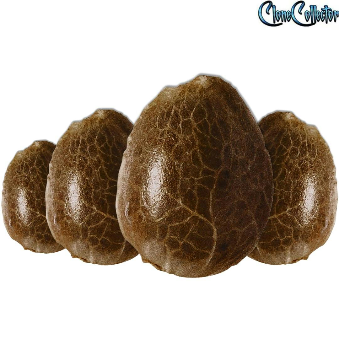 Clone Collector Seed Bank | Apple Truffle Breath - Feminized Seeds | 4PC