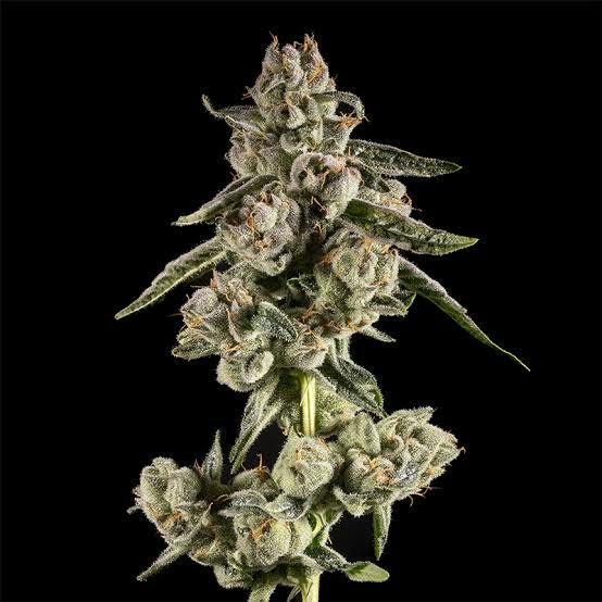 14er Lost Flower - incorrect sku