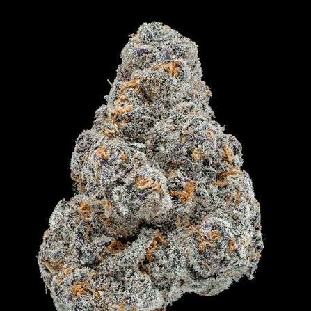 Double Lemon Gucci