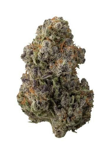 Flower Platinum Maple Nectar Billo