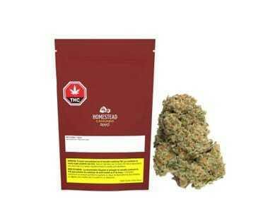 Bandwagon Indica 7G